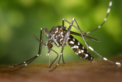 Dernières actualités - Ras le bol, ces moustiques ! 