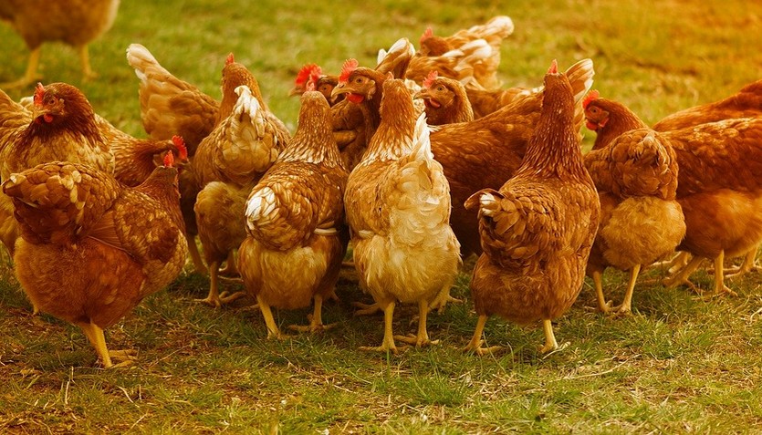 Dernières actualités - Déclaration de détention d'oiseaux dans le cadre d'un foyer d'influenza aviaire